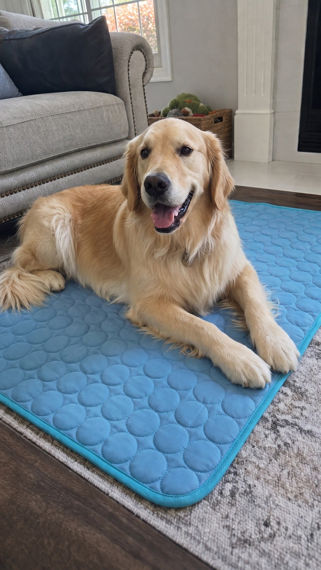 Will My Dog Actually Use a Cooling Mat? The 3-Day Method That Works