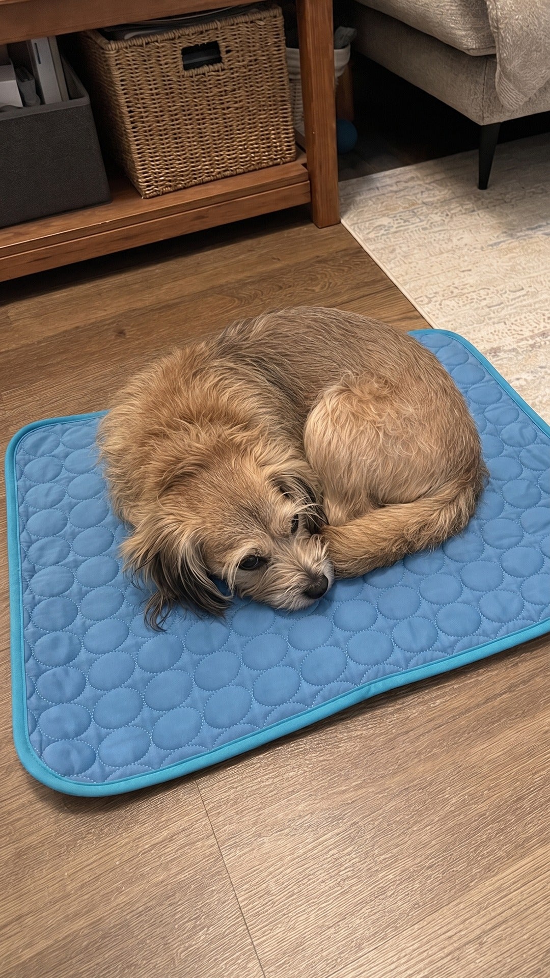 Why Does My Senior Dog Pant at Night? A Calm Owner's Guide to Helping Them Rest