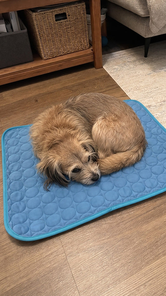 Why Does My Senior Dog Pant at Night? A Calm Owner's Guide to Helping Them Rest