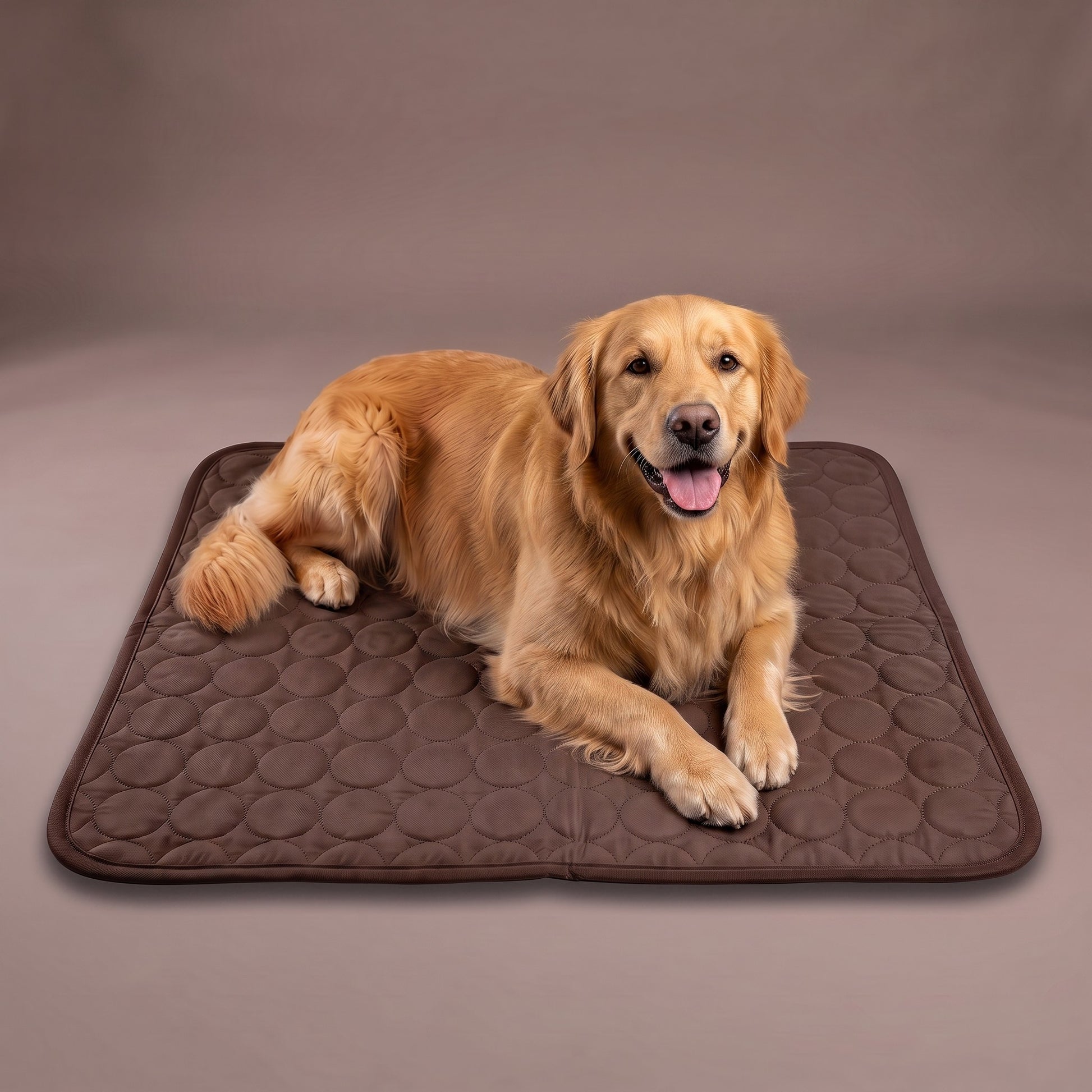 Golden retriever relaxing on the Coffee Coolden cooling mat