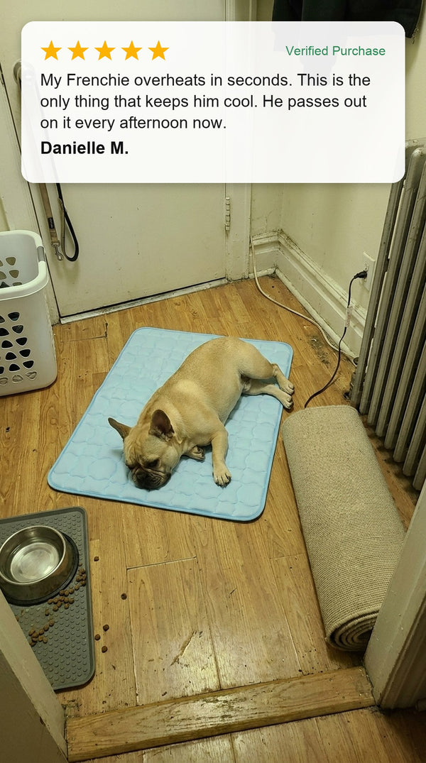 Verified customer photo review - French bulldog resting on the Coolden cooling mat