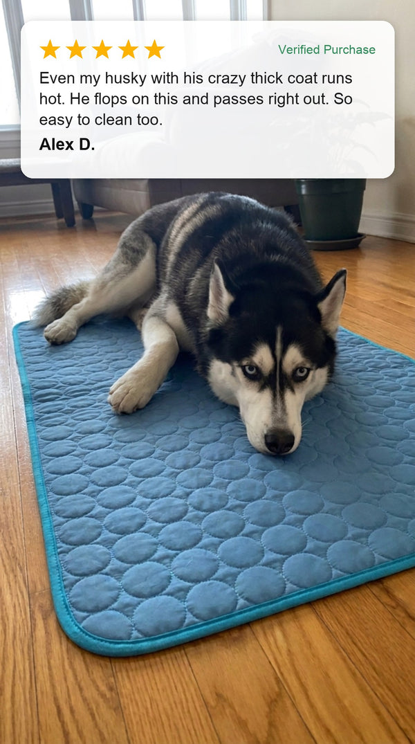 Verified customer photo review - husky lying on the Coolden cooling mat